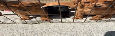 Labrador Retriever 8