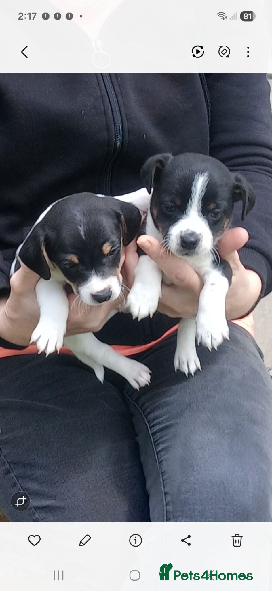 Jack Russell dogs Miniature Jack Russell puppies for sale - Advert 2