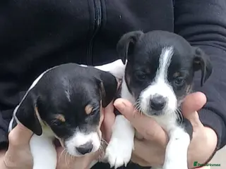 Jack Russell dogs Miniature Jack Russell puppies for sale - Advert 2