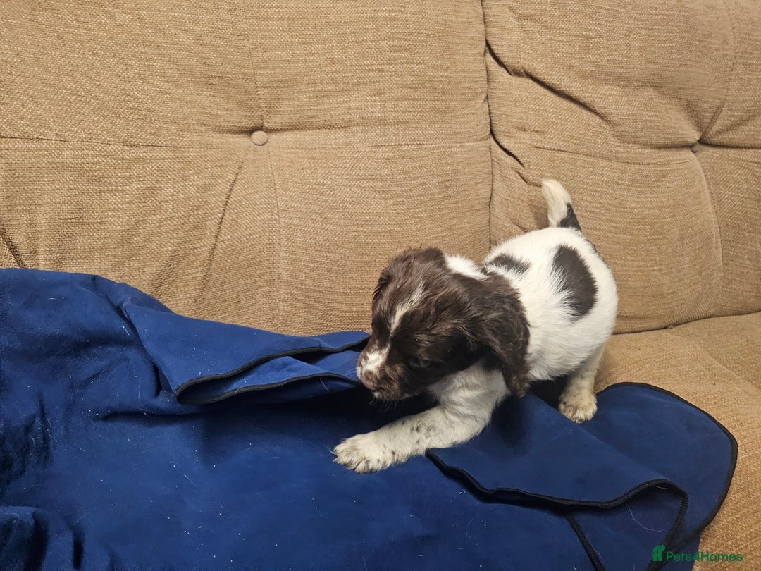 English Springer Spaniel dogs for sale: Working Springer Spaniel Pups L/w - Advert 6