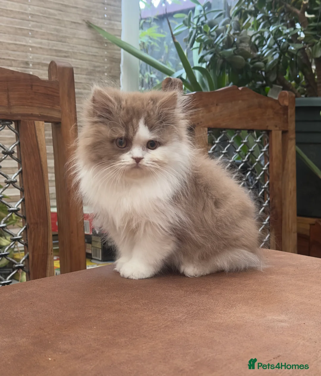 British Longhair cats for sale: British Boys - Advert 10