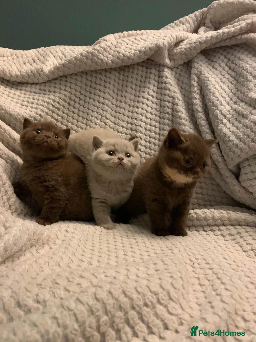 British Shorthair cats for sale: GCCF choclate British shorthair kittens READY NOW  - Advert 21