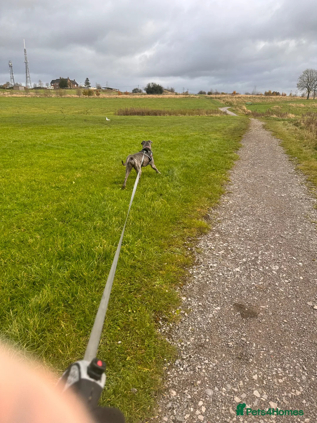 Mixed Breed dogs for sale: Staffy x cane Corso  in Stoke-on-Trent - Advert 2