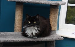 Mixed Breed cats for adoption: ADOPTION: Shadow - Image 4