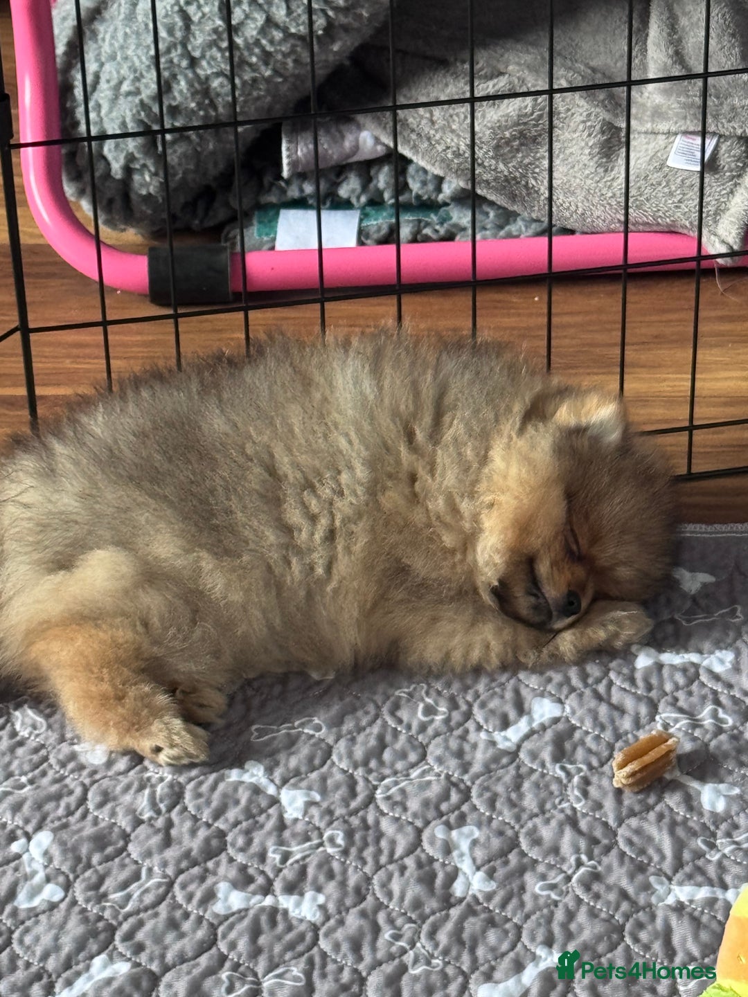 Pomeranian dogs for sale: 🏆 KC HEALTH TESTED POMERANIAN PUPPIES 🏆  - Image 29