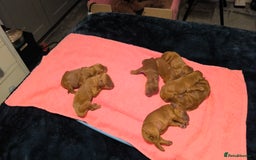 Cockapoo dogs for sale: Red Fox Cockapoo Puppies For Sale In Glasgow - Image 2