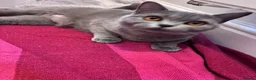 British Shorthair cats for sale: British Short Hair Kittens - Advert 13