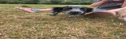 Cocker Spaniel dogs for sale: ❗️5 beautiful cocker spaniel puppies❗️🥰 - Advert 7