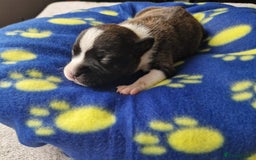 Staffordshire Bull Terrier dogs for sale: Jazz x Otis - BlackBrindles with STUNNING MARKINGS - Image 10