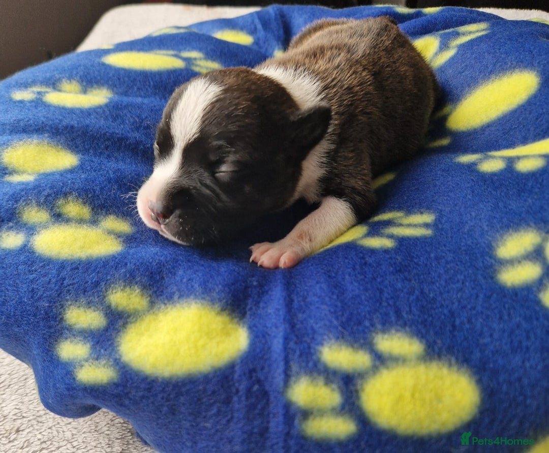 Staffordshire Bull Terrier dogs for sale: Jazz x Otis - BlackBrindles with STUNNING MARKINGS - Image 10