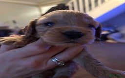 Cockapoo dogs for sale: Stunning litter of cockapoos  - Advert 33