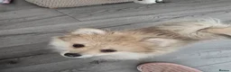 Pomeranian dogs for sale: Last little girl looking for her forever home in Basildon - Advert 7