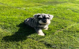 Miniature Schnauzer dogs for sale: Just 2 boys and girls available raised with love - Image 2