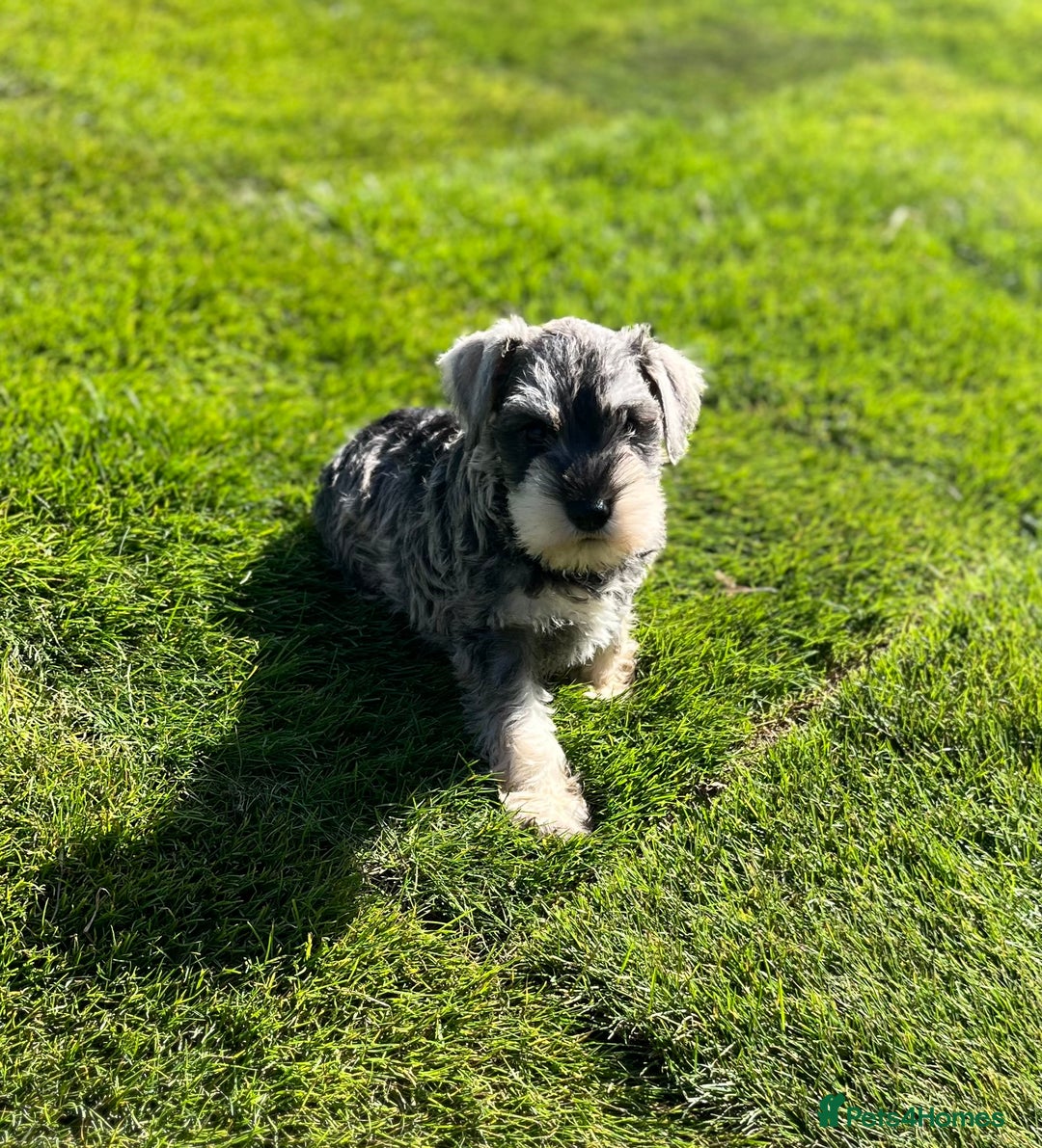 Miniature Schnauzer dogs for sale: Just 2 boys and girls available raised with love - Image 2