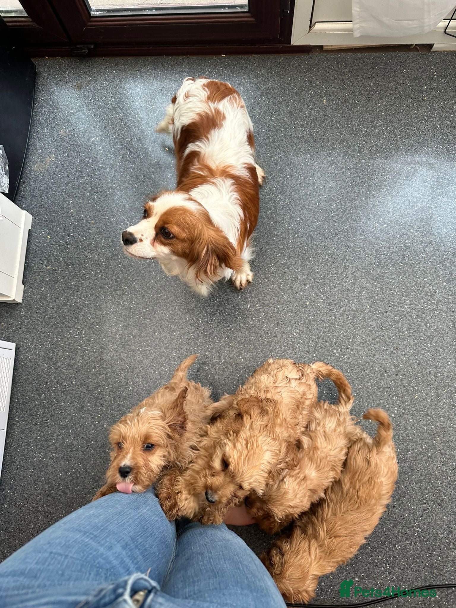 Cavapoo dogs Our girl lady  - Advert 1