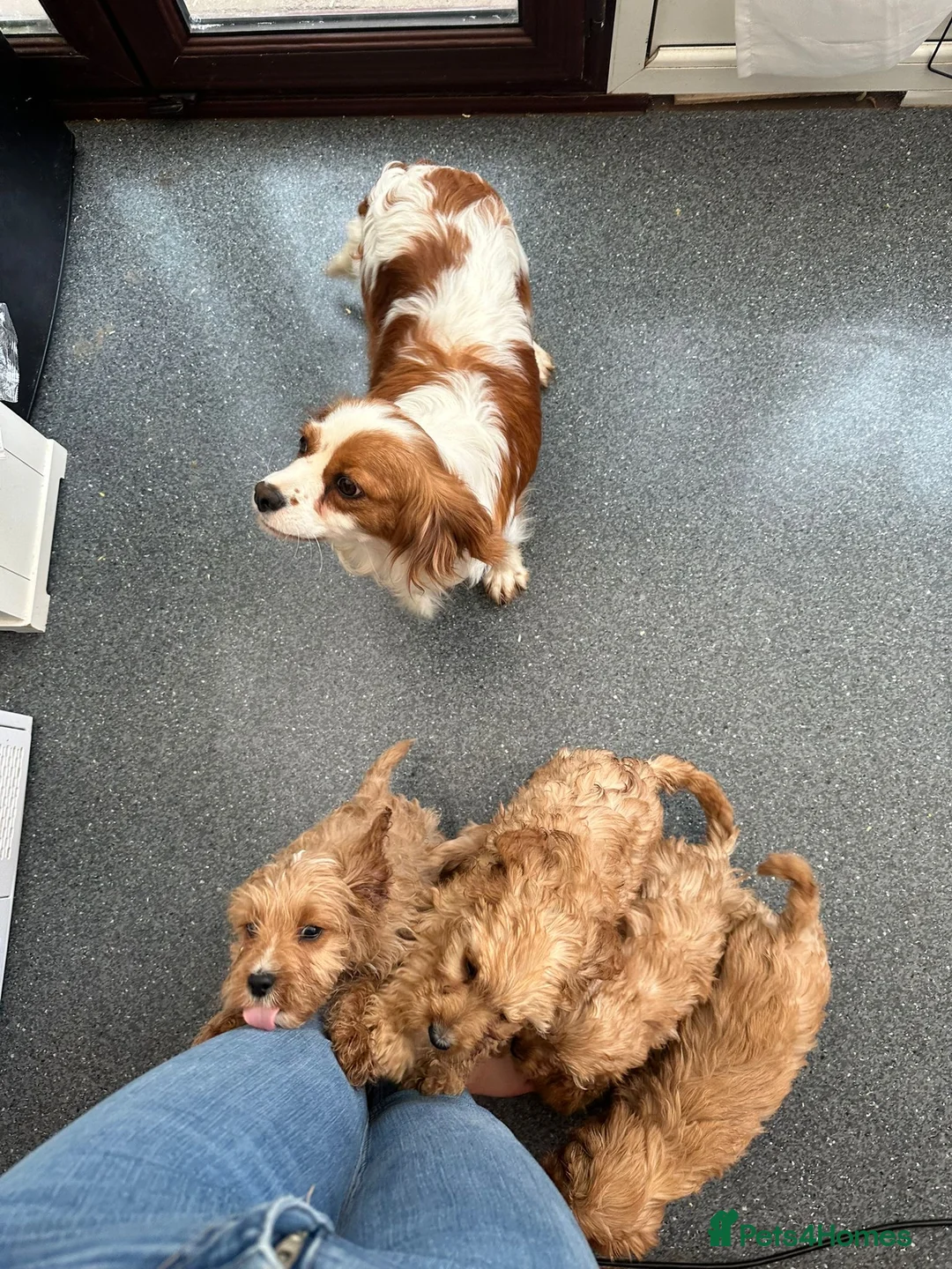Cavapoo dogs for sale: Our girl lady  - Advert 1