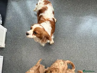 Cavapoo dogs Our girl lady - Advert 5