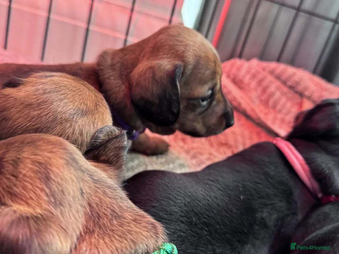 Miniature Dachshund dogs for sale: Gorgeous girls Mini Dachshund  - Advert 14