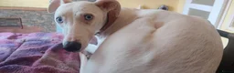 Lurcher dogs for sale: Absolutely stunning, deaf young lurcher in Barnsley - Advert 9