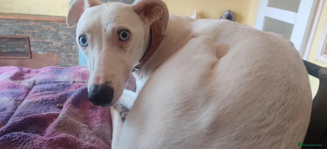 Lurcher dogs for sale: Absolutely stunning, deaf young lurcher in Barnsley - Advert 9