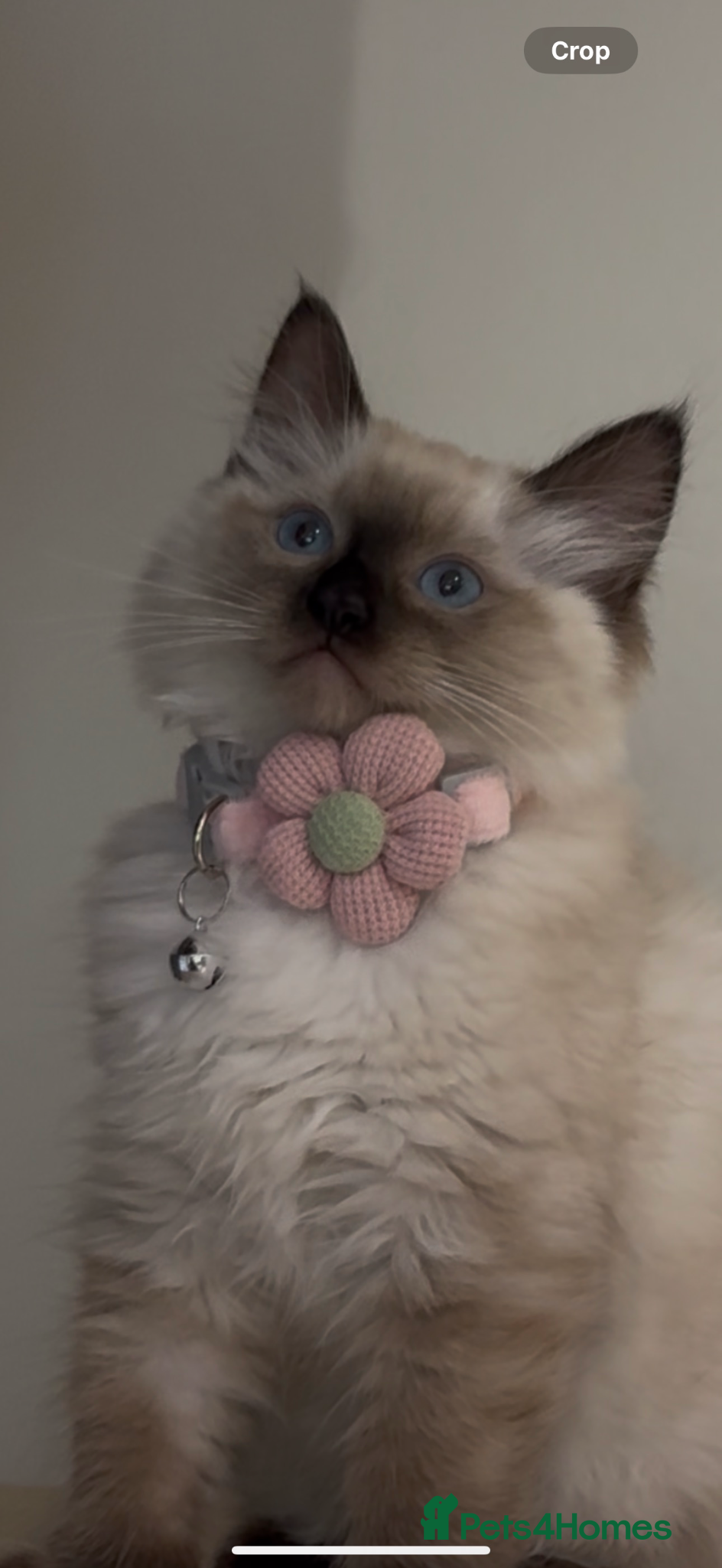 Ragdoll cats adorable  kittens ready to go home 28th April  - Advert 1