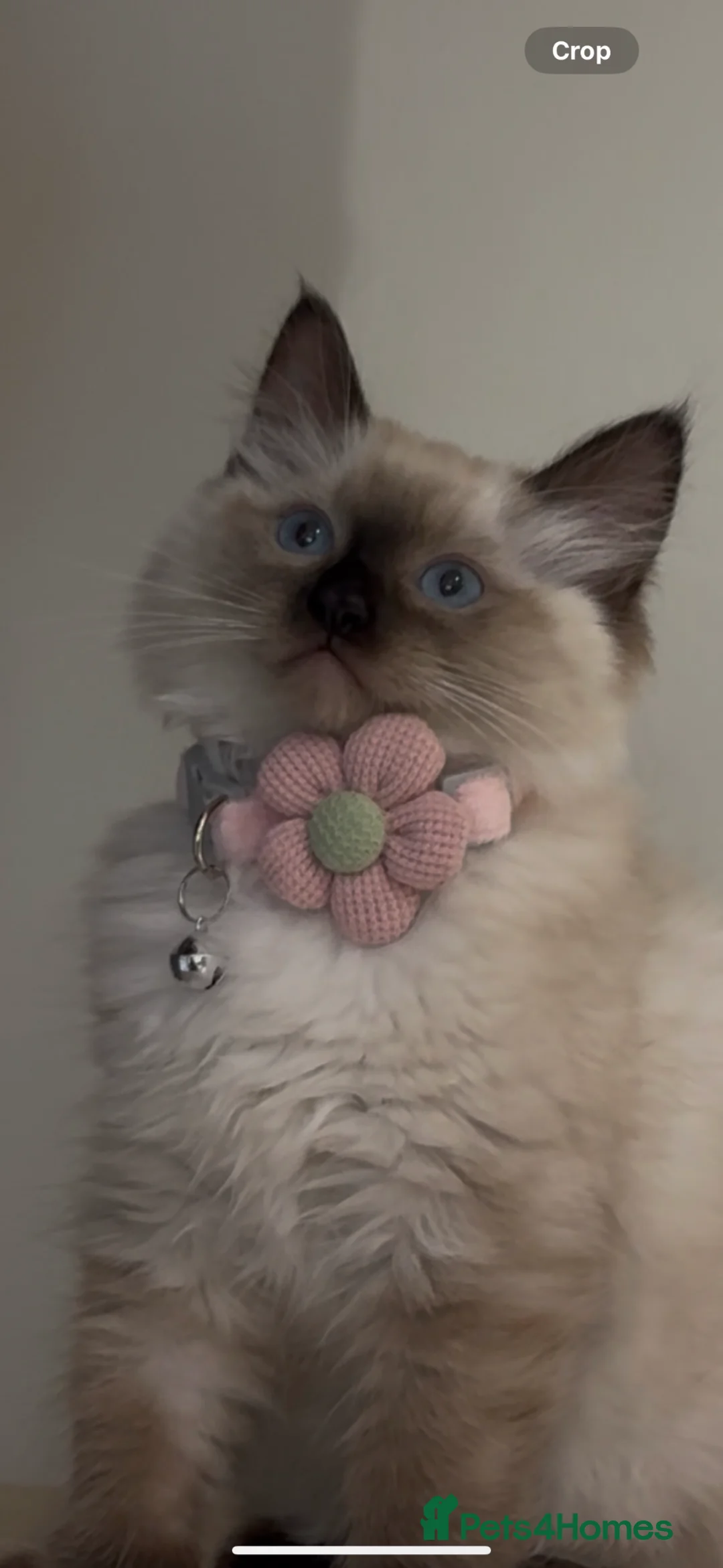 Ragdoll cats for sale: adorable  kittens ready to go home 28th April  - Advert 1