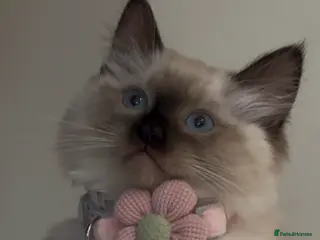 Ragdoll cats adorable kittens ready to go home 28th April - Advert 1