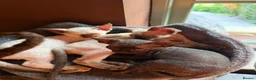 Devon Rex cats for sale: Two mischievous Devon Rex boys  - Advert 17