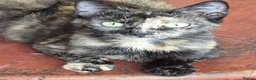 Mixed Breed cats for sale: Cute kitten - Advert 8