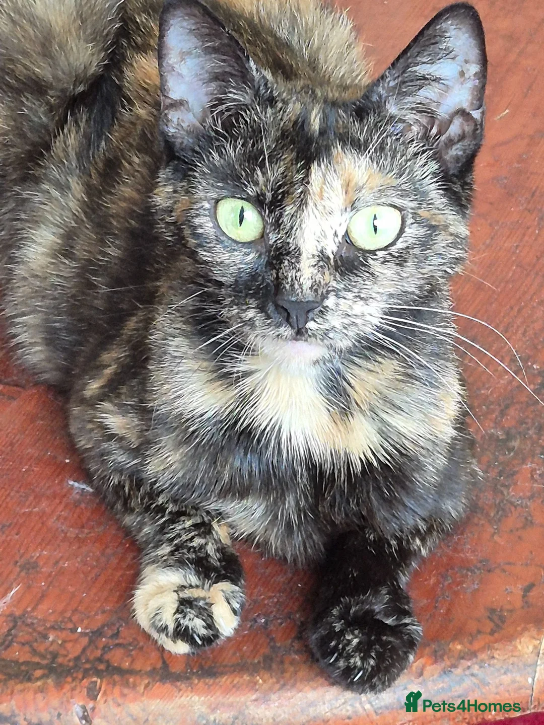 Mixed Breed cats for sale: Cute kitten - Advert 8