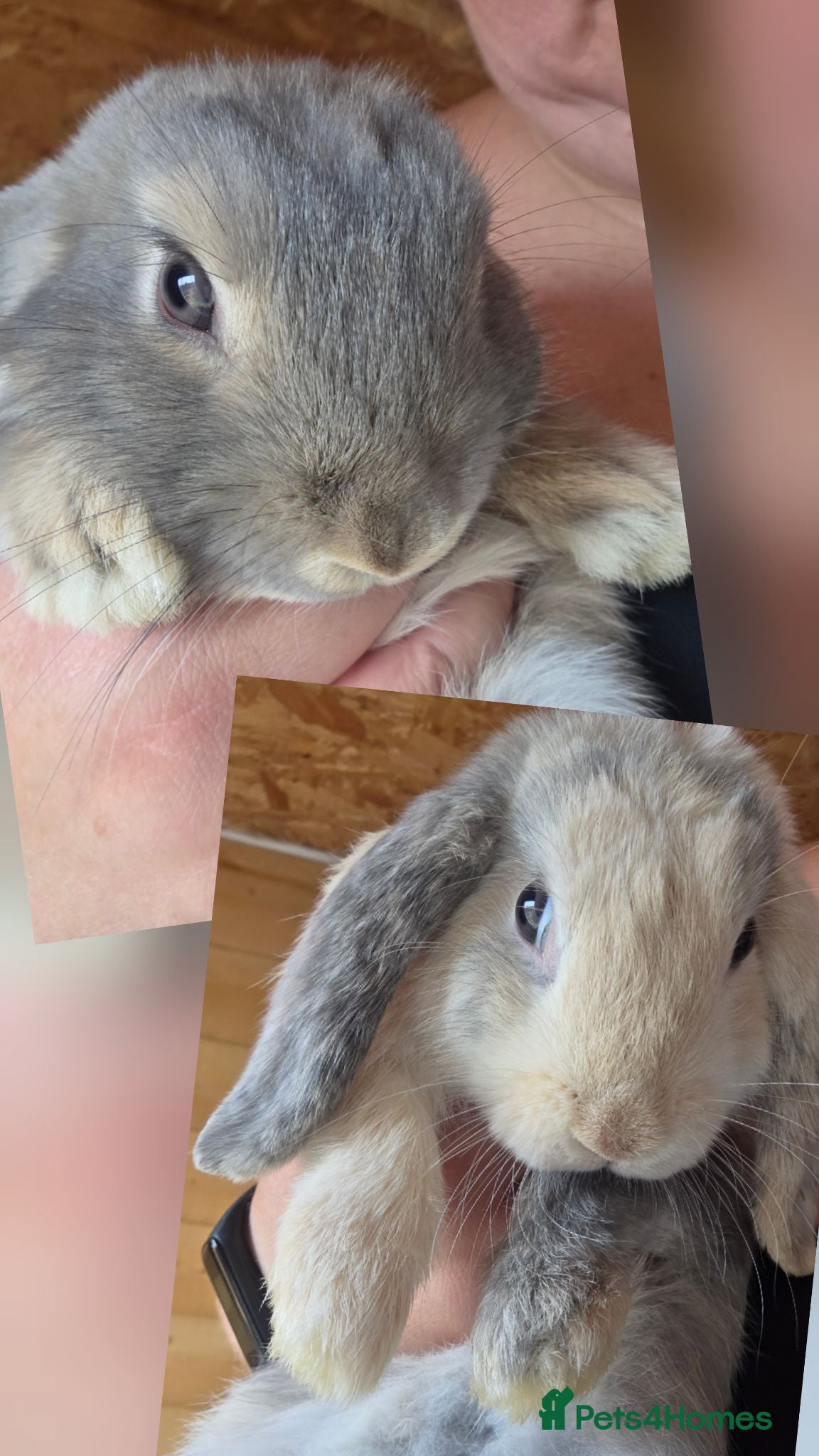 Mini Lop rabbits Beautiful mini lops - Advert 2
