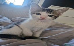 Mixed Breed cats for sale: 🐾 Rory & Charlie – Bengal Mix Boys 🐾 - Image 6
