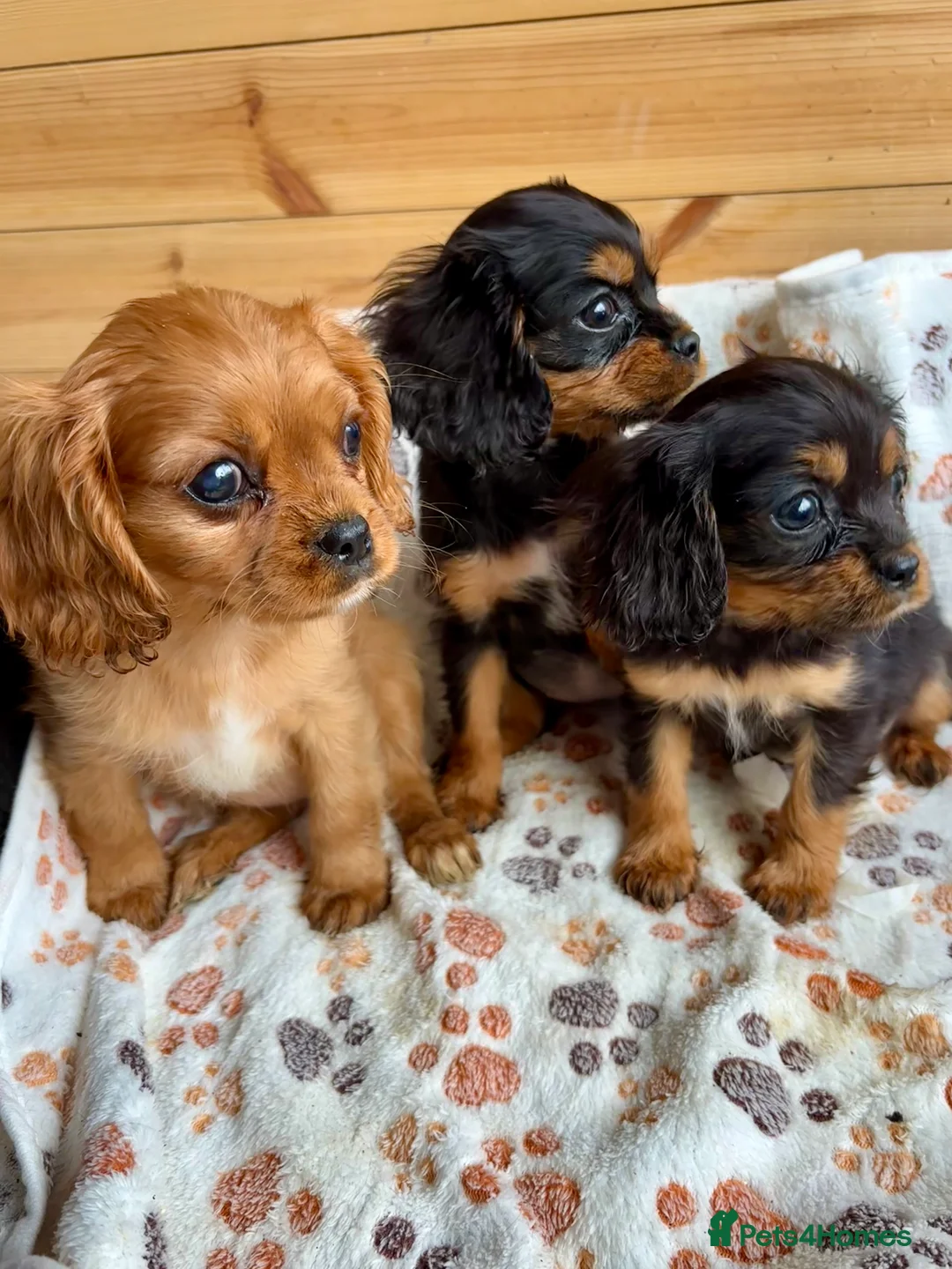 Cavalier King Charles Spaniel dogs for sale: Beautiful puppies looking for forever homes - Advert 4