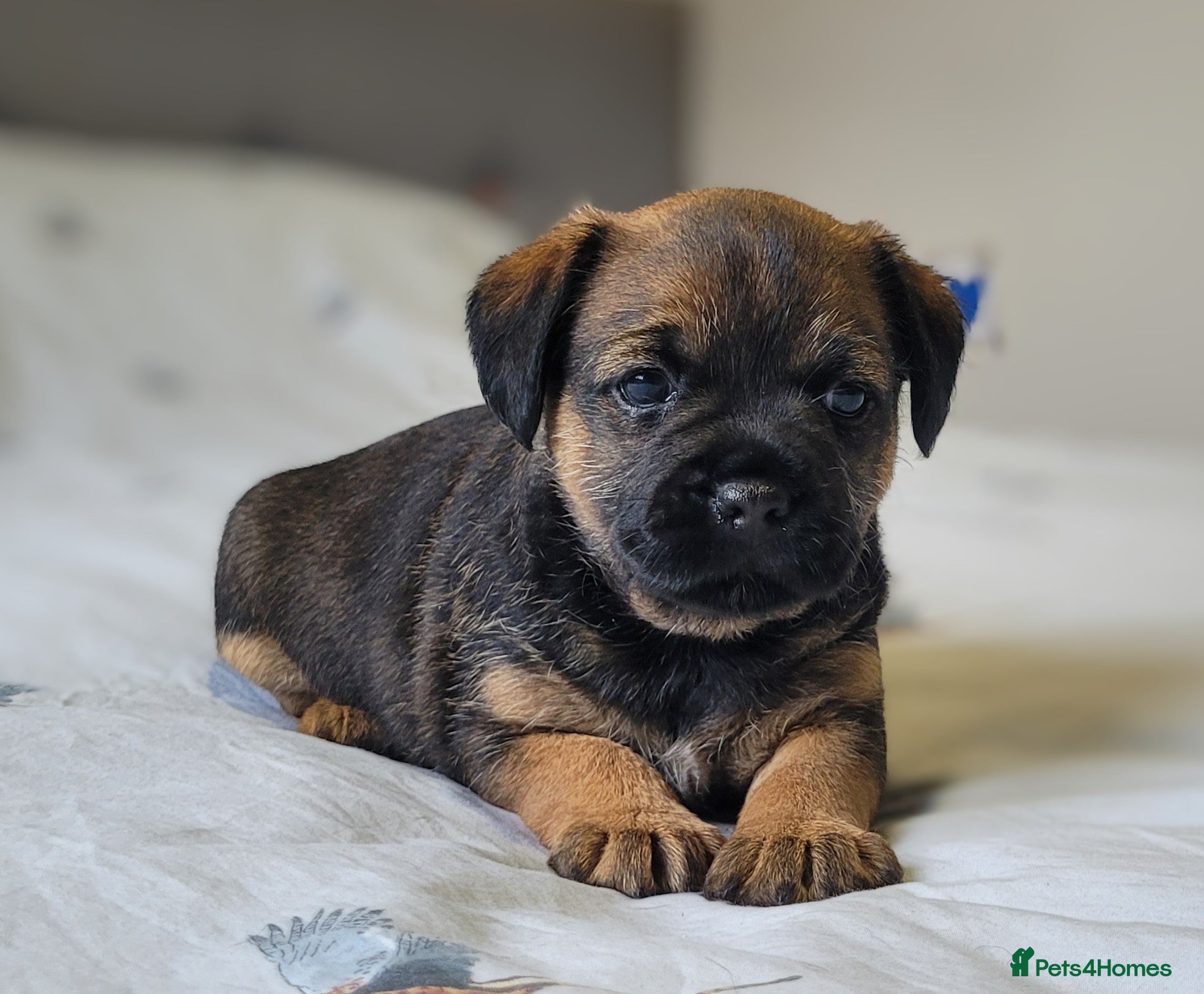 Border Terrier dogs for sale: One outstanding male pup remaining. Ready Now. - Advert 1