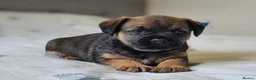 Border Terrier dogs for sale: One outstanding male pup remaining. Ready Now. - Advert 1