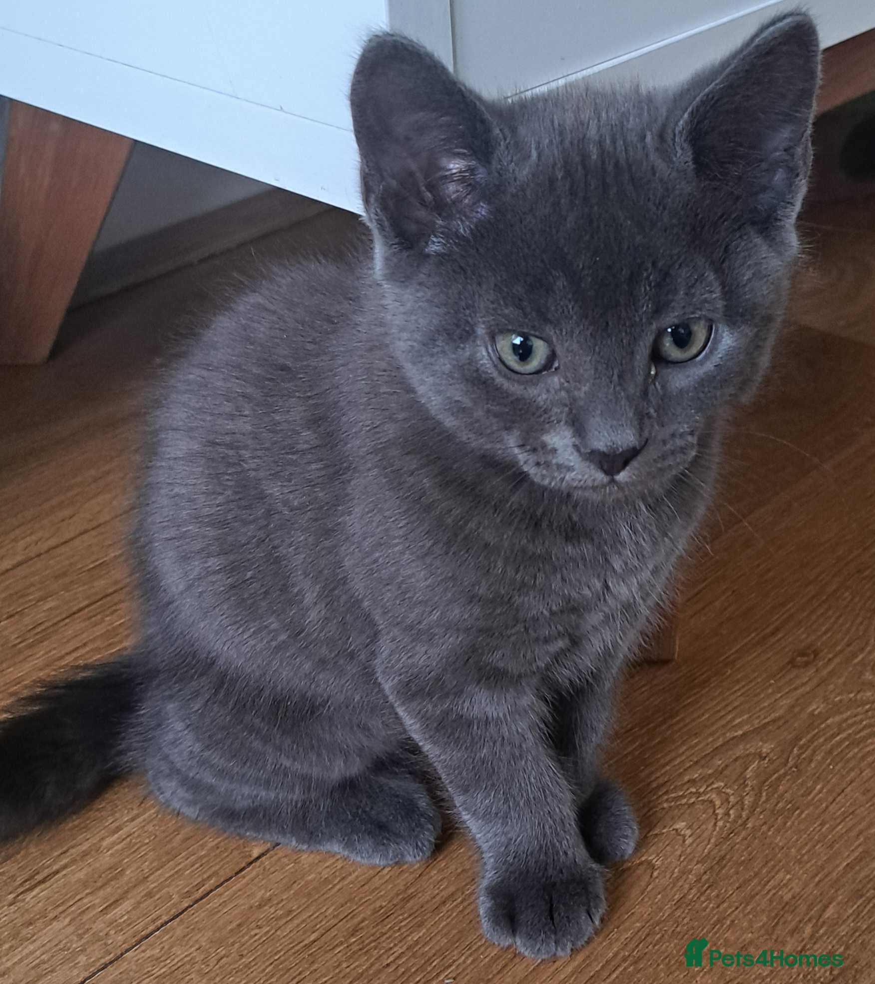 Russian Blue cats Stunning Russian Blue Cross Available 🐾 - Advert 3