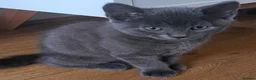 Russian Blue cats for sale: Stunning Russian Blue Cross Available 🐾 - Advert 3