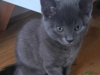 Russian Blue cats Stunning Russian Blue Cross Available 🐾 - Advert 3