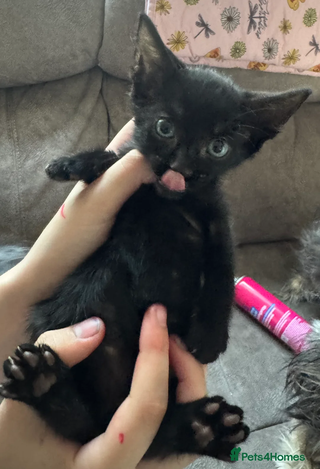 Mixed Breed cats for sale: Mixed breed kittens in Carlisle - Advert 12