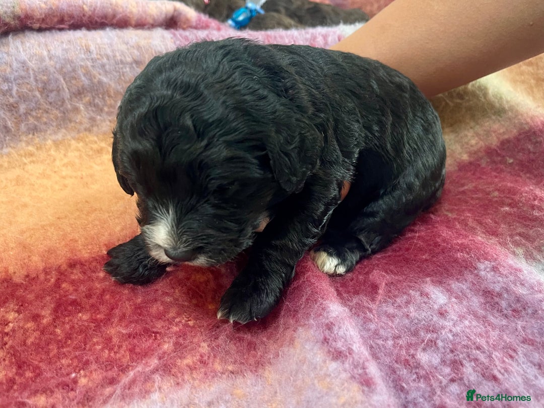 Cockapoo dogs for sale: 7 beautiful cockapoo puppy’s  - Advert 7