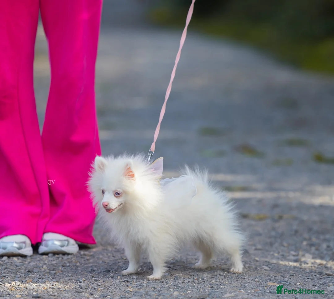 Pomeranian dogs for sale: Extremely Rare Pomeranian  - Advert 2