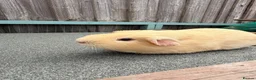 Guinea Pig rodents for sale: Stunning pair of boars - Advert 3