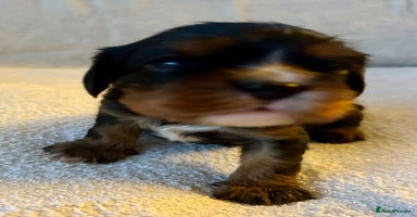 Cavalier King Charles Spaniel dogs Health Tested, beautiful KC Cavalier Puppies.  - Advert 16