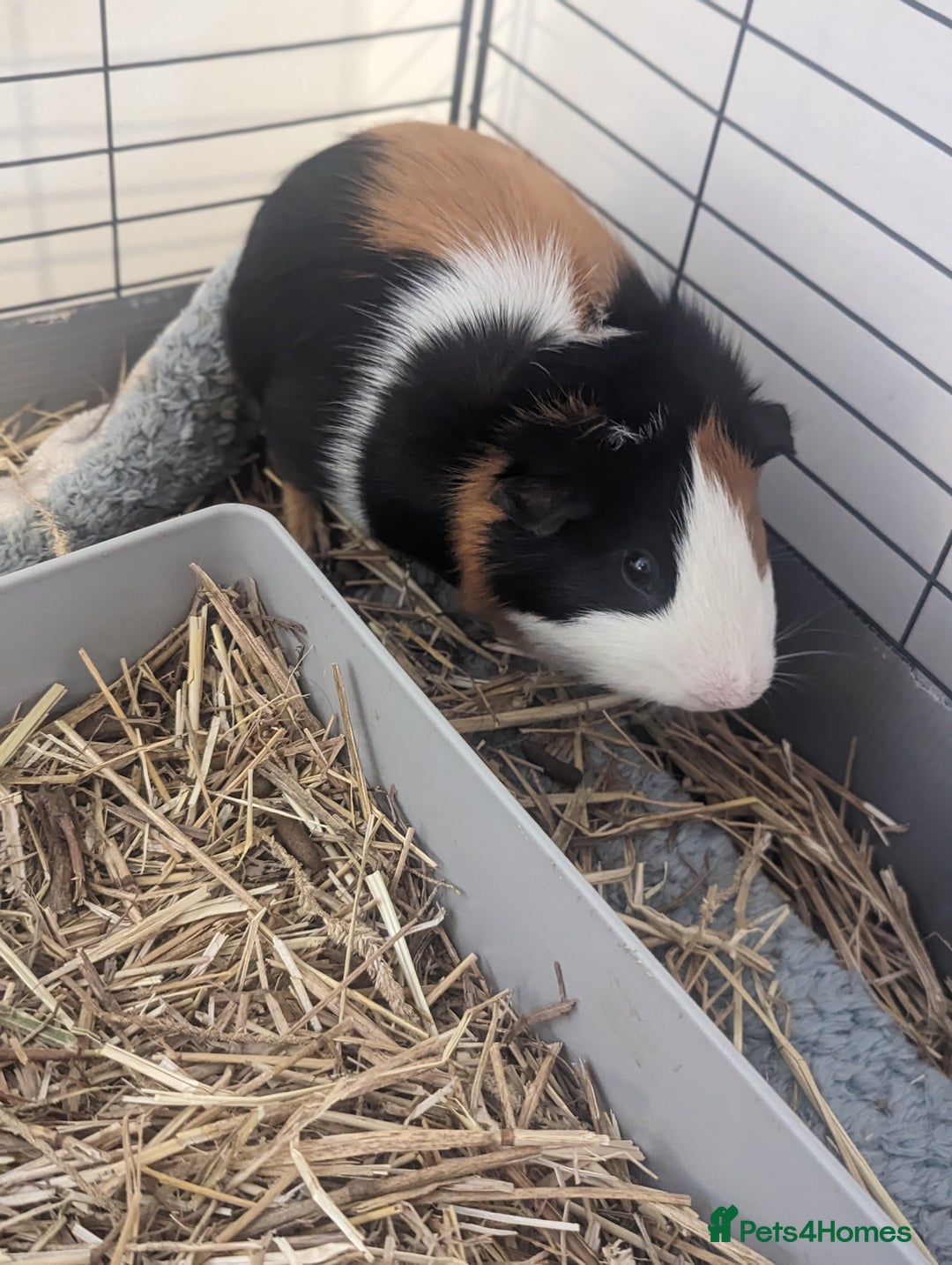 Guinea Pig rodents for sale: 2 male guinea pigs  - Image 3