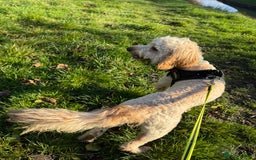 Cockapoo dogs for sale: cockapoo for sale  - Advert 2