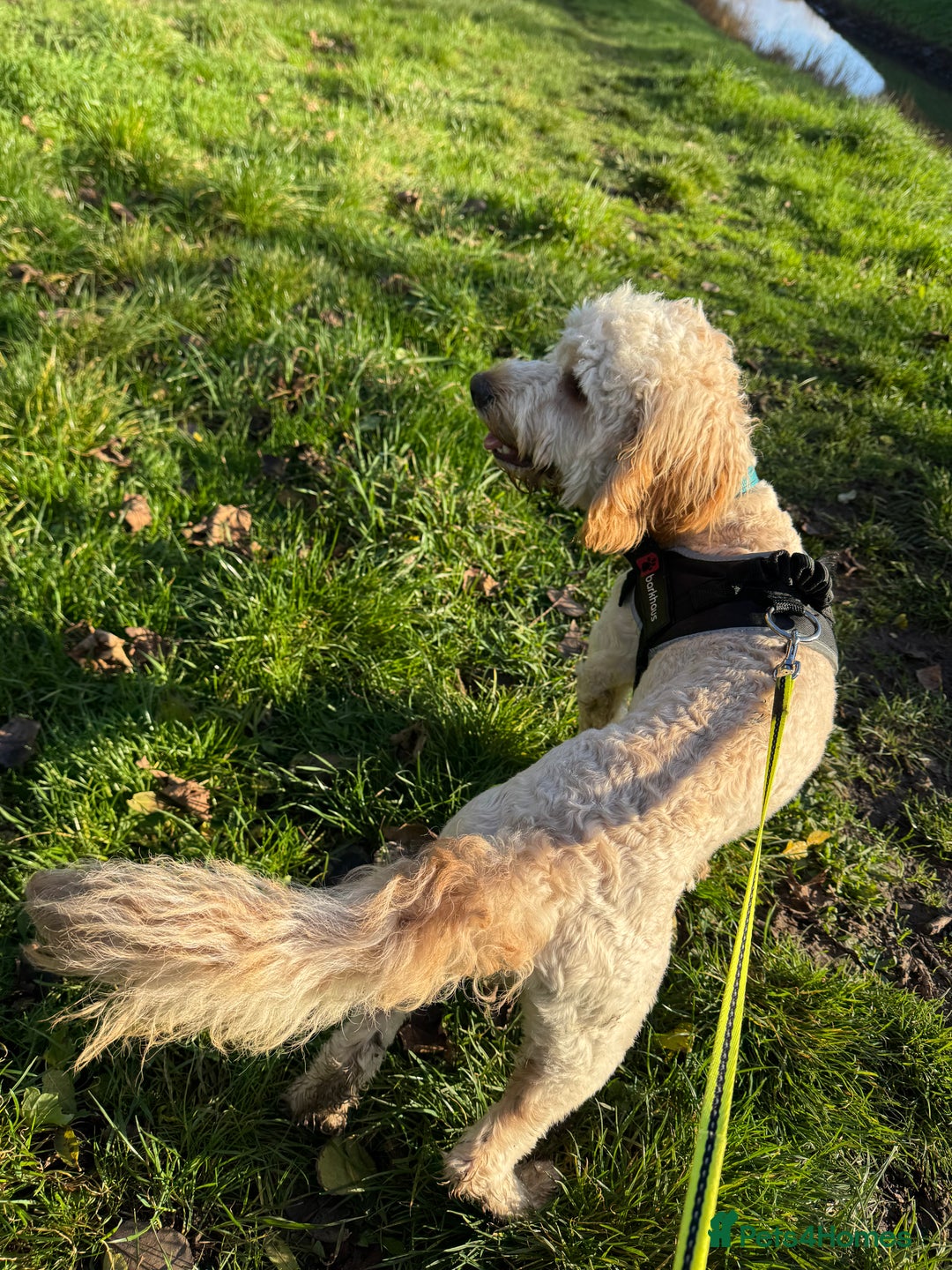 Cockapoo dogs for sale: cockapoo for sale  - Advert 2