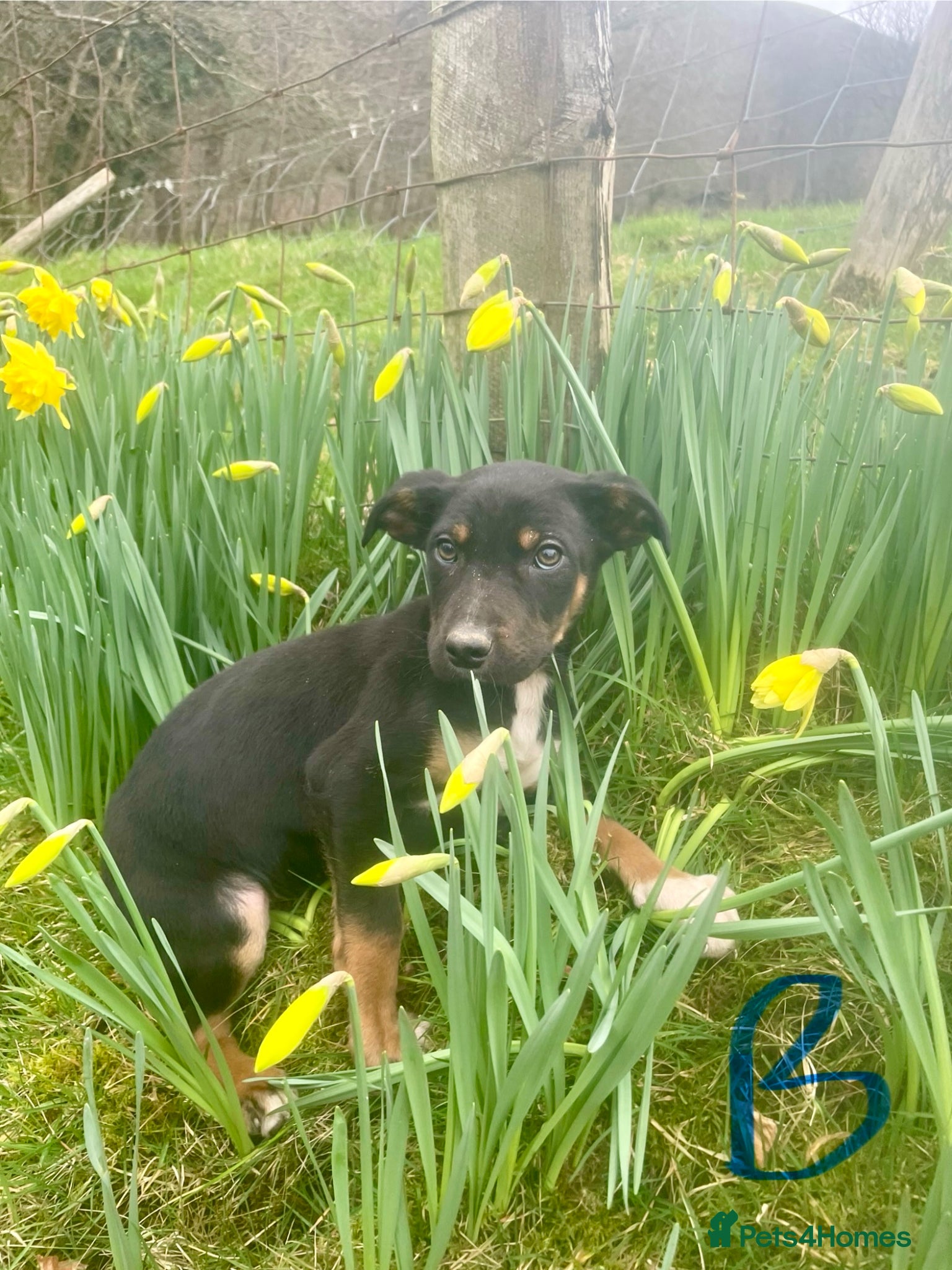 Mixed Breed dogs 4 beautifully marked pups - Advert 1