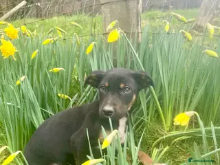 Mixed Breed dogs 4 beautifully marked pups - Advert 1