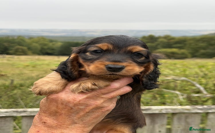Cocker Spaniel dogs - Advert 2