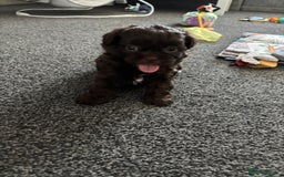 Shihpoo dogs for sale: Beautiful F2 shihpoo puppy  - Image 3